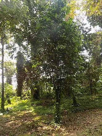 Description de cette image, également commentée ci-après