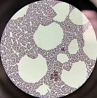 Description de l'image 1000x Magnification of Gram Stain of Staphylococcus xylosus Under Brightfield Microscopy.jpg.