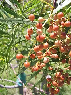 Feuilles et fruits du Schinus molle (Faux Poivrier)