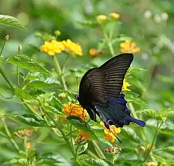 Papilio dialis en train de butiner