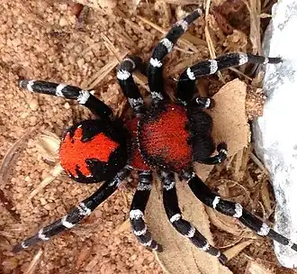 Description de cette image, également commentée ci-après