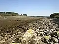 Le bras de mer séparant Énez Terc'h du continent (vue vers le sud depuis Énez Terc'h à marée basse).