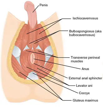 Muscles du périnée masculin.
