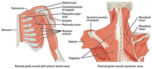 Muscles profonds bras (anglais).