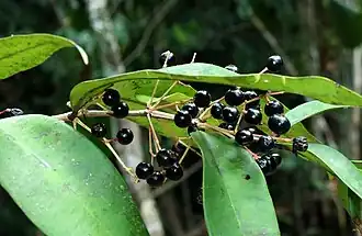 Description de l'image 13800 Myrcia splendens, mouth of Rio Nicharé, Venezuela.jpg.