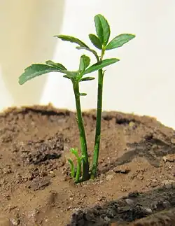 Semis de poncire quadruple