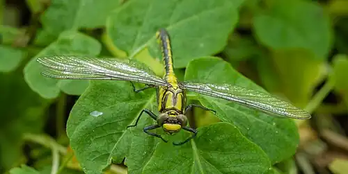 Les yeux sont nettement séparés