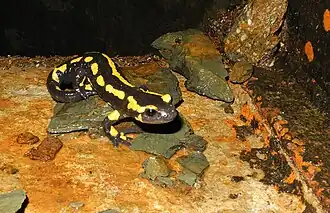 Une petite salamandre.