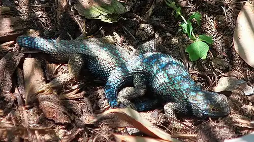 Un lézard des palissades