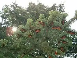 Cônes mâles vieillissants.