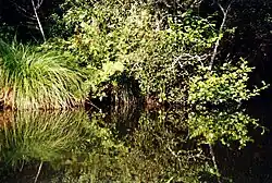 Végétation dense des rives