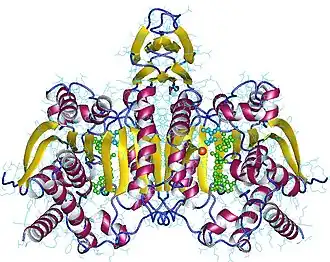 Image illustrative de l’article Isocitrate déshydrogénase