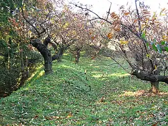 Image illustrative de l’article Château de Nishikawa