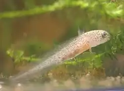 Larve, 20 jours après éclosion