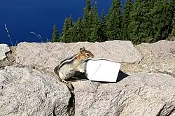 Rongeur à tête brune, oreilles courtes et arrondies, dos rayé de noir et blanc et poitrail gris attiré par une boîte de nourriture à emporter en carton.