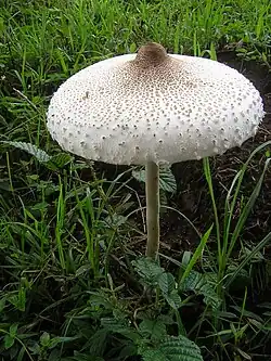 Macrolepiota dolichaula