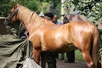 Photographie d'un cheval doré clair vu de profil