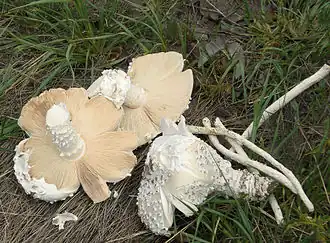 Description de l'image 2009-01 Termitomyces schimperi crop.jpg.