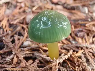 Description de cette image, également commentée ci-après