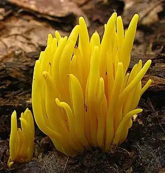 Description de l'image 2010-07-22 Clavulinopsis fusiformis (Sowerby) Corner 95377 cropped.jpg.