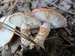 Cystodermella cinnabarina