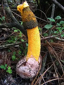 Phallus aurantiacus