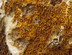 Serpula himantioides (Serpulaceae).