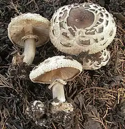 La lépiote vénéneuse (Chlorophyllum brunneum)