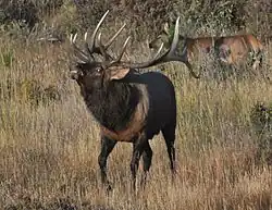 Flehmen d'un wapiti