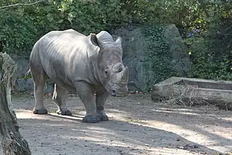 Rhinocéros blanc du Sud (absent du zoo depuis l'ouverture 2024)