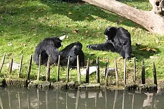 Siamangs