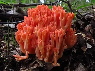Description de l'image 2011-09-18 Ramaria subbotrytis 179953.jpg.