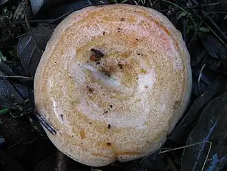 Chapeau zoné (marqué de zones circulaires concentriques).