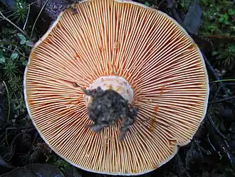 Lames orangées, exsudant facilement du latex à la blessure.