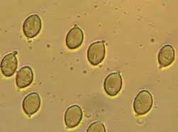Spores