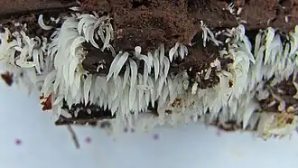 Mucronella bresadolae