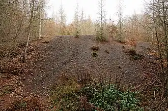 Un talus noir en forêt.