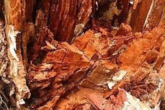 Douglas décomposé par le Phéole de Schweinitz&nbsp;(en).