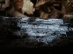 Athelia epiphylla, un Atheliales