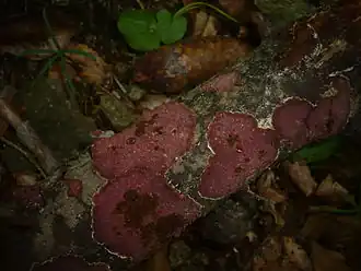 Description de cette image, également commentée ci-après