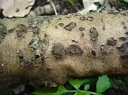 Hypoxylon cercidicola