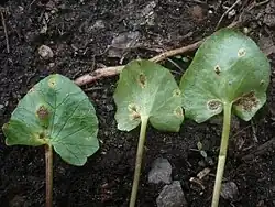 Sores de téleutospores d’Uromyces ficariae&nbsp;(sv) sur les feuilles de Ficaire.