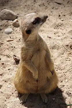 Image illustrative de l’article Mouktse