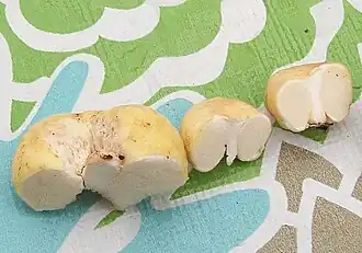 Macowanites luteolus