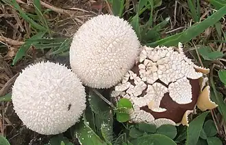 Description de l'image 2012-08-18 Lycoperdon marginatum Vittad 250854.jpg.