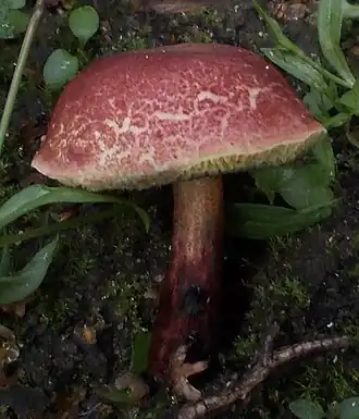 Description de cette image, également commentée ci-après