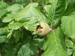 Jeune fruit sur l'arbre.