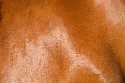 Photographie de poils d'un cheval roux-doré vus en gros plan.