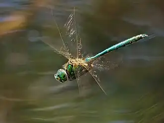 Cordulie métallique