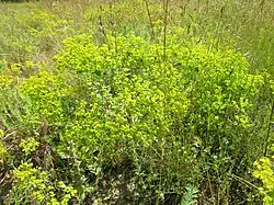 Euphorbe de Séguier.